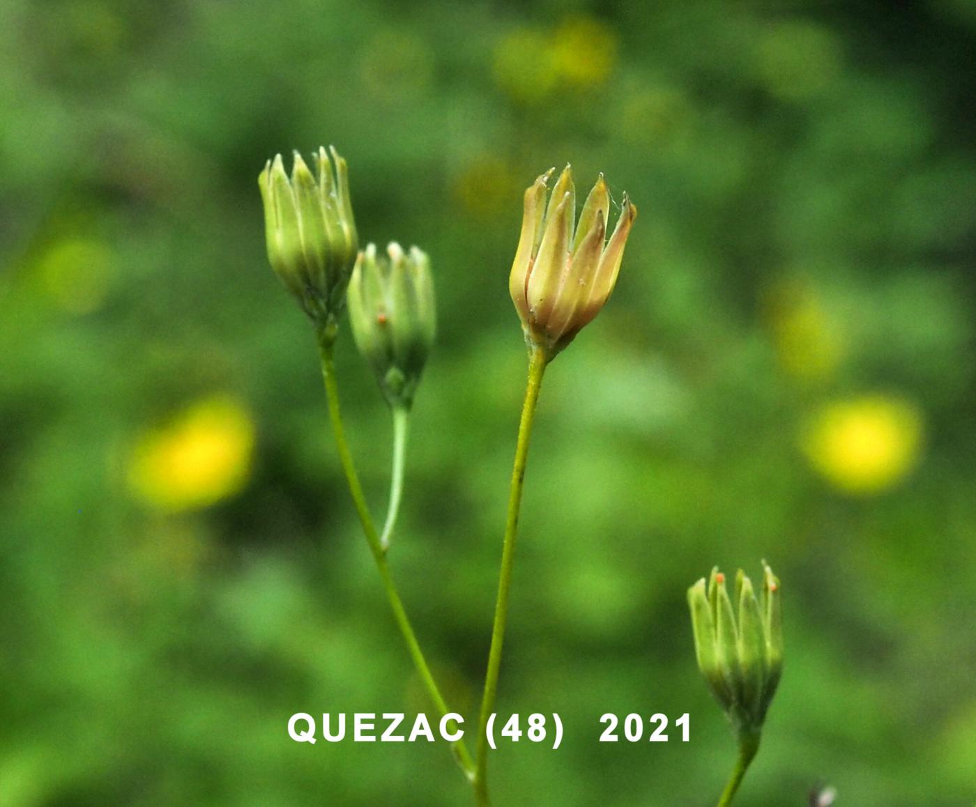 Nipplewort, Perennial fruit